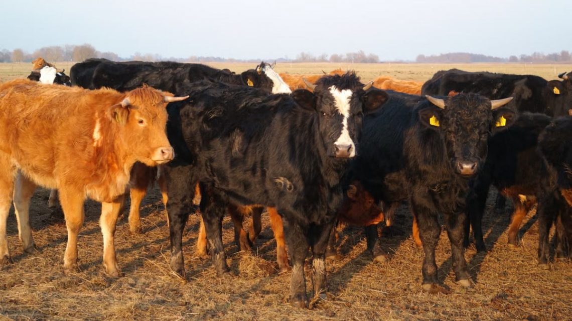 A herd of diverse cattle standing on a sunlit field, showing natural livestock behavior.