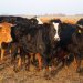 A herd of diverse cattle standing on a sunlit field, showing natural livestock behavior.
